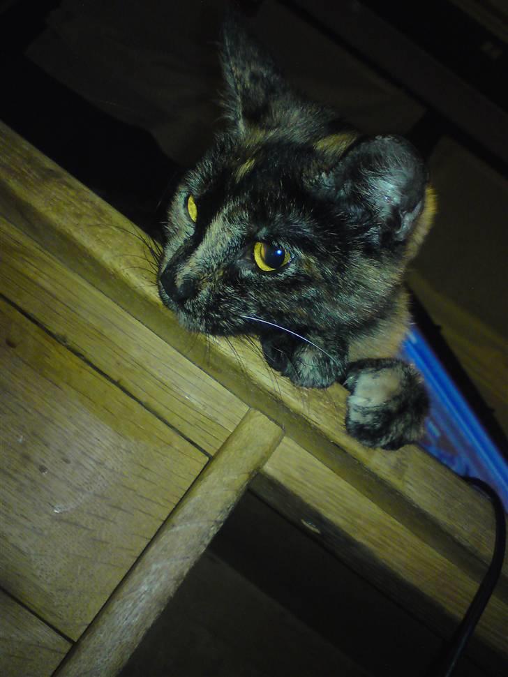 Huskat R.I.P Tracy 1år. :'( - mors lille kontor kat. billede 7