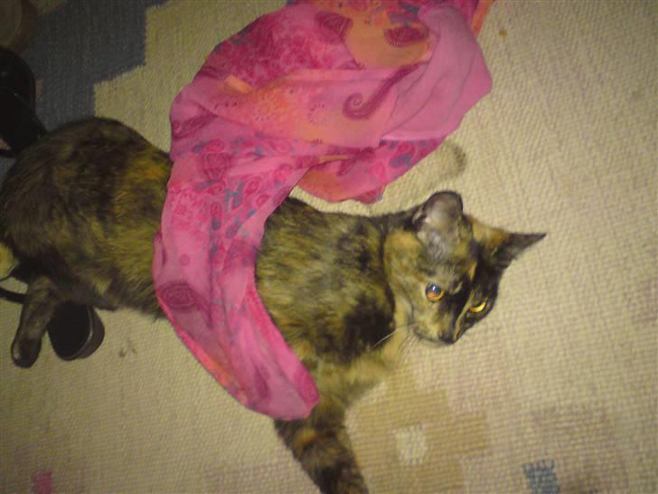 Huskat R.I.P Tracy 1år. :'( - hygge hygge. billede 8