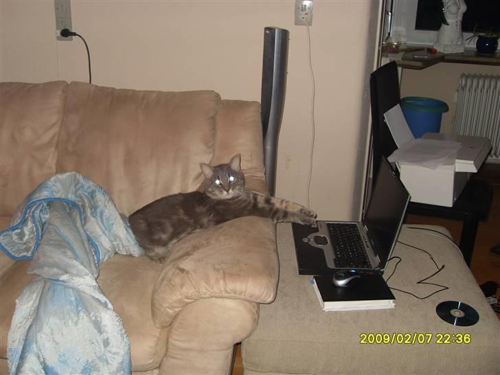 Blanding af racer Main coon bla. Iggy... billede 7