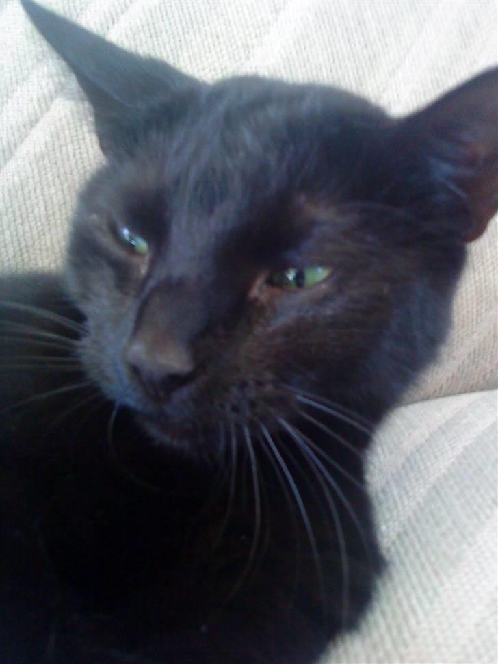 Huskat Pixi billede 1