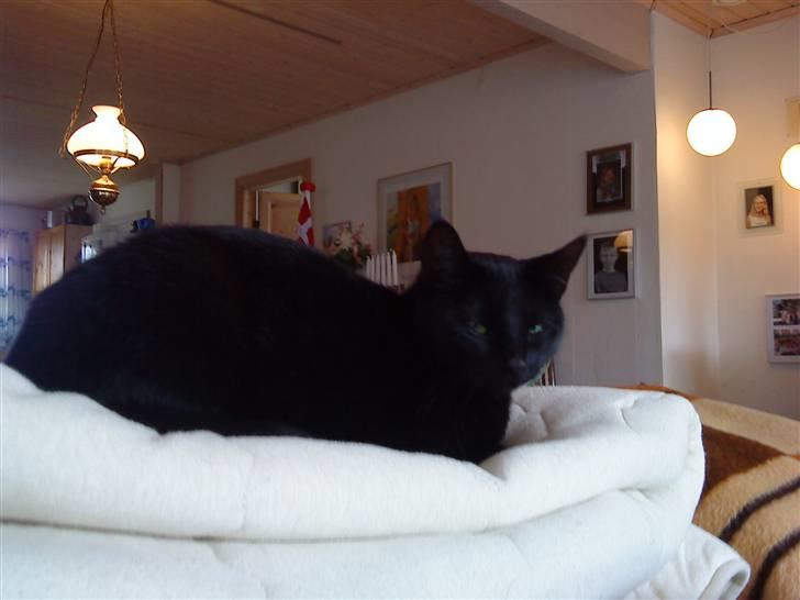 Huskat Pixi billede 2