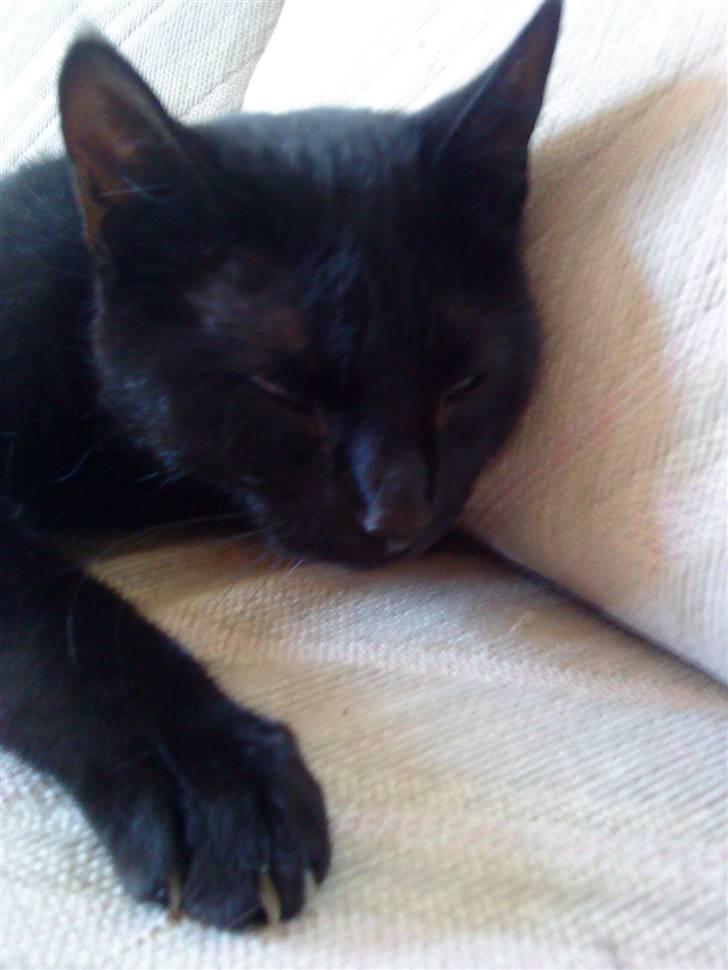 Huskat Pixi billede 3