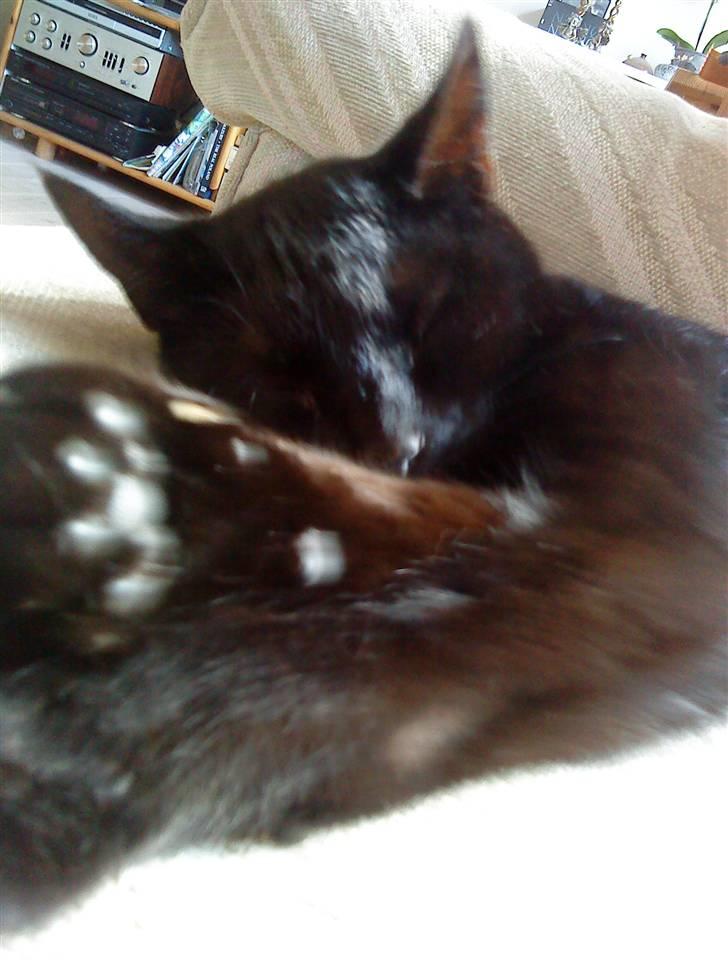 Huskat Pixi billede 4