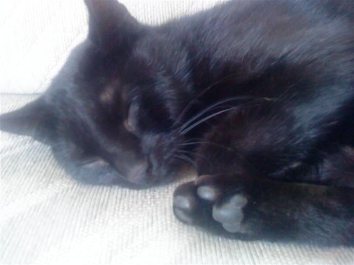 Huskat Pixi billede 5