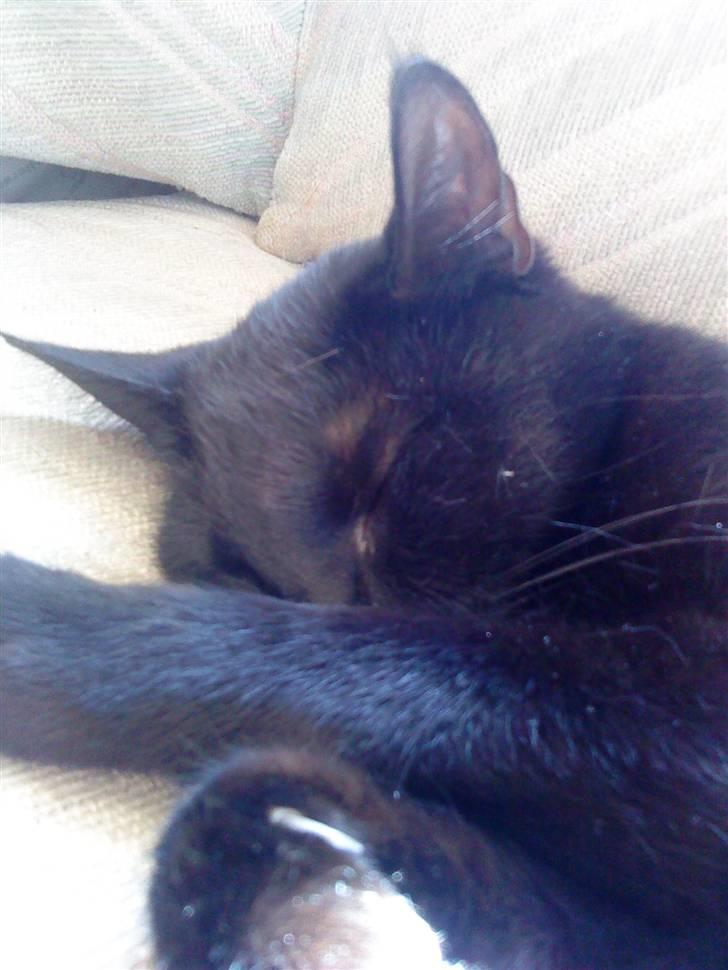 Huskat Pixi billede 6