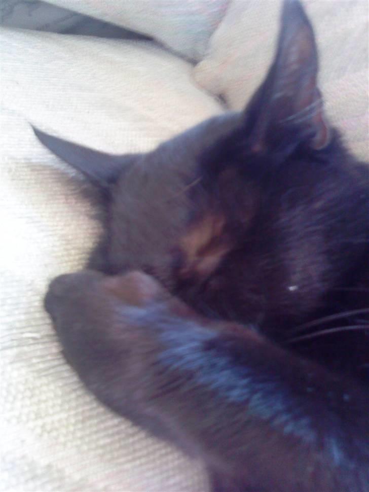 Huskat Pixi billede 7