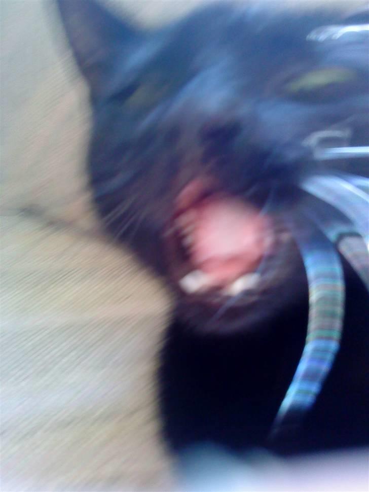 Huskat Pixi billede 8