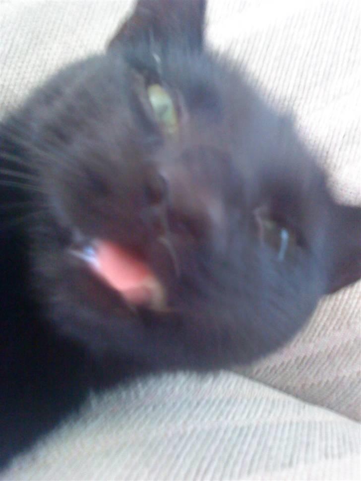 Huskat Pixi billede 9