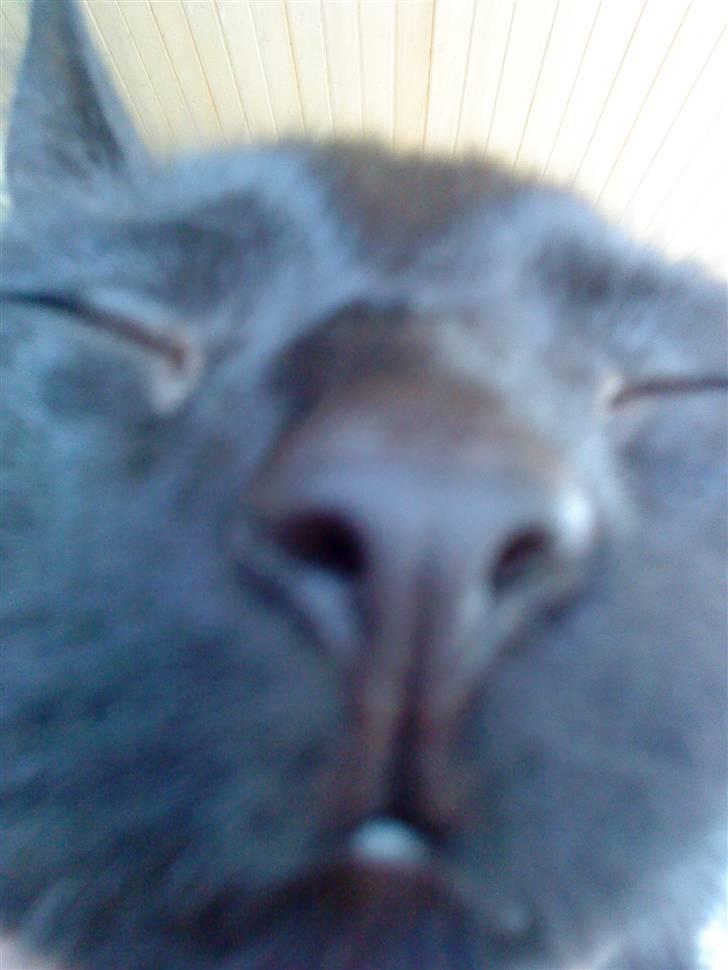 Huskat Pixi billede 10