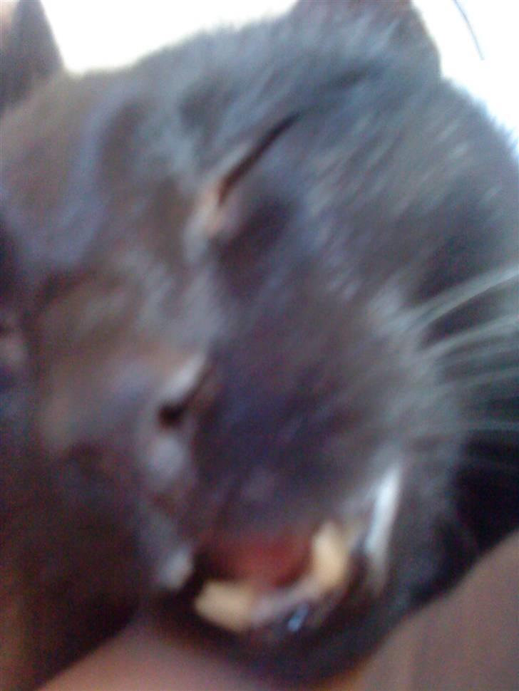 Huskat Pixi billede 11