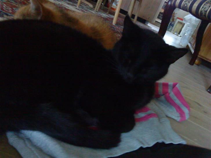 Huskat Pixi billede 13