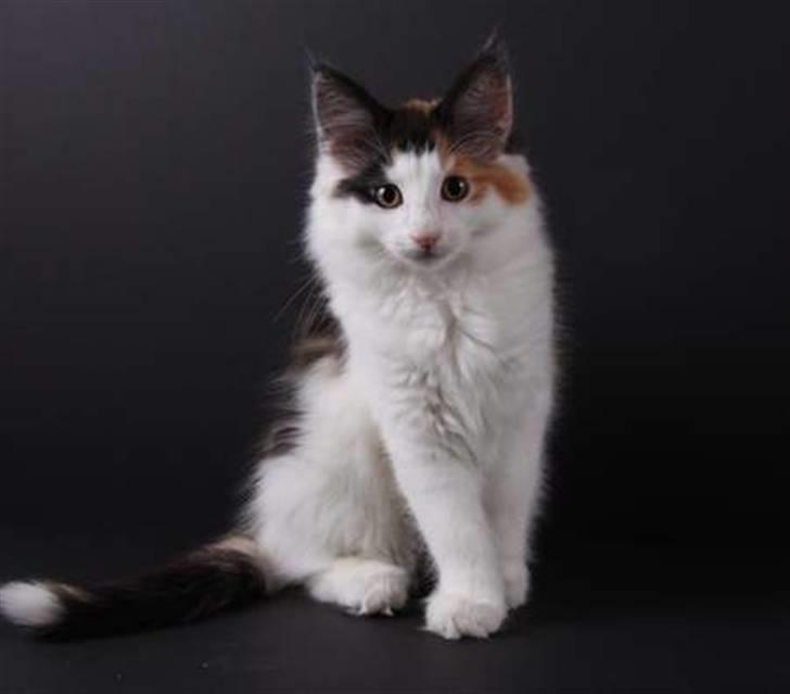 Norsk Skovkat Perfect Proof - Kan jeg mon blive den nye catwalk model? billede 15