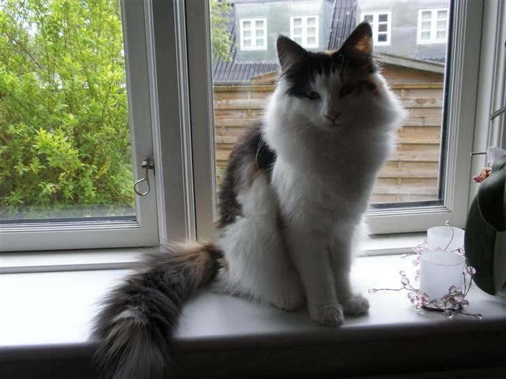 Norsk Skovkat Perfect Proof billede 16