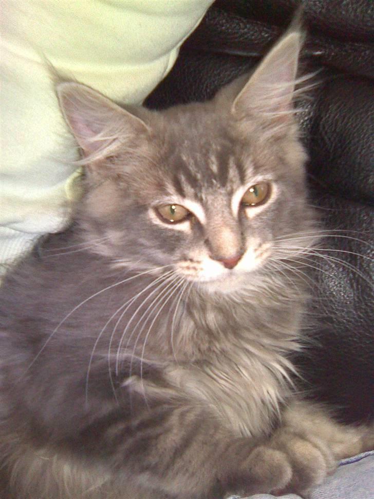 Maine Coon Jacob (Darling) billede 1