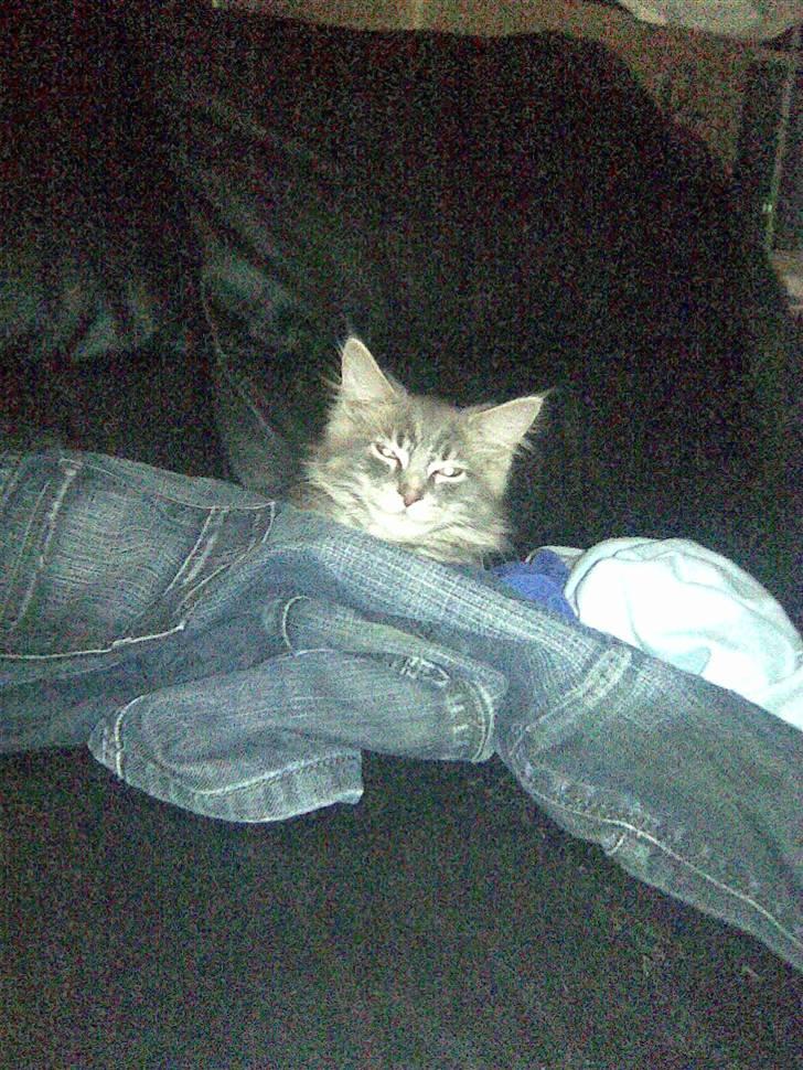 Maine Coon Jacob (Darling) - Er altså stadig lidt træt :) billede 2