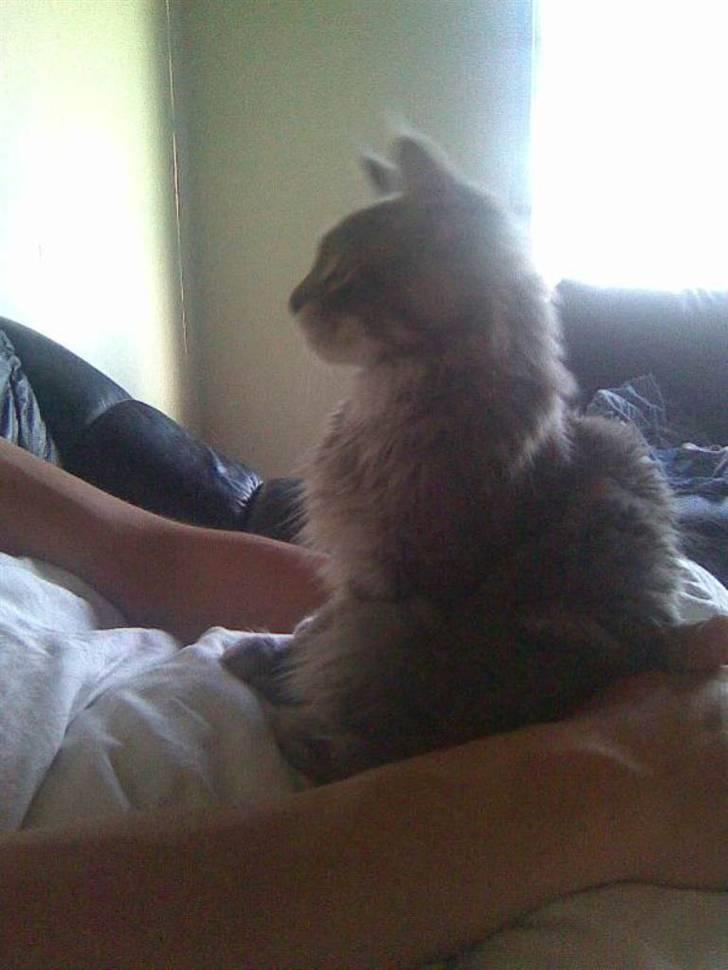 Maine Coon Jacob (Darling) - Sagde du noget far :) billede 5