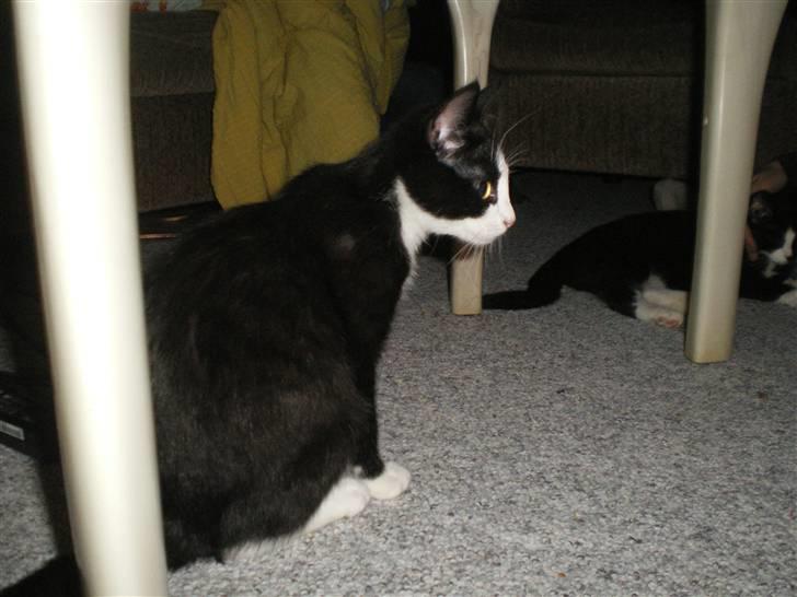 Blanding af racer Speedy billede 16