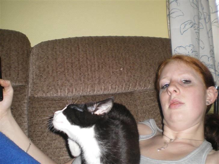 Blanding af racer Speedy - her er jeg sammen med speedy. Min Dejlige Hankat billede 17