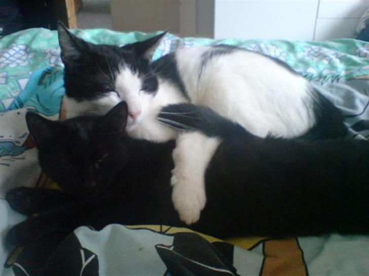 Huskat Stella (Tot) - Mere putning, med den beskyttende Balou :) billede 15