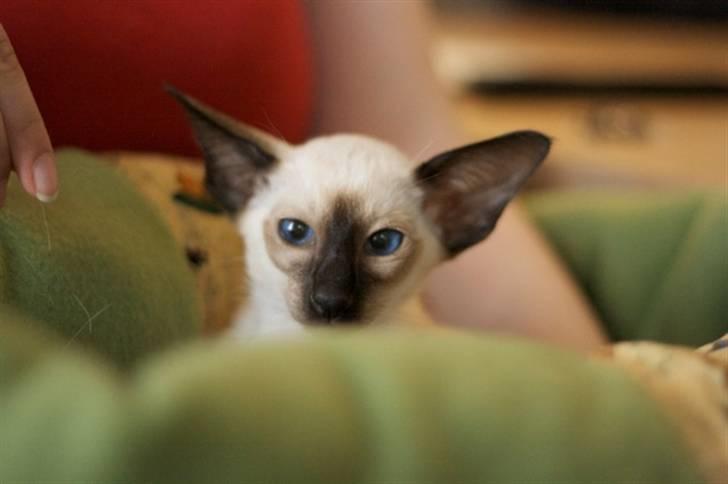 Siameser Artos billede 1