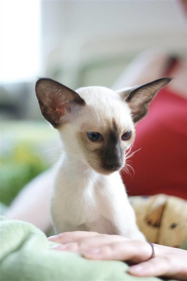 Siameser Artos billede 2