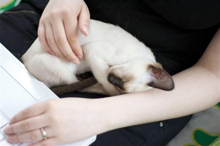 Siameser Artos billede 3