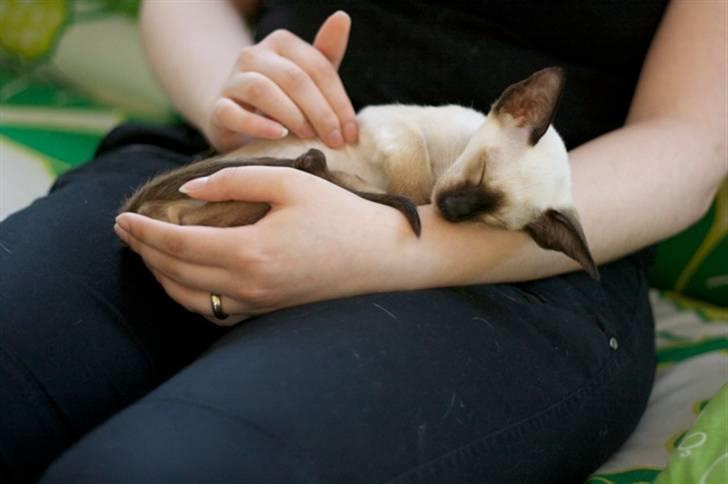 Siameser Artos billede 4