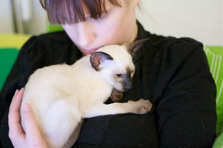 Siameser Artos billede 5