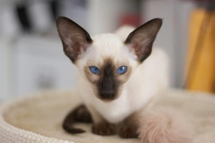 Siameser Artos billede 6