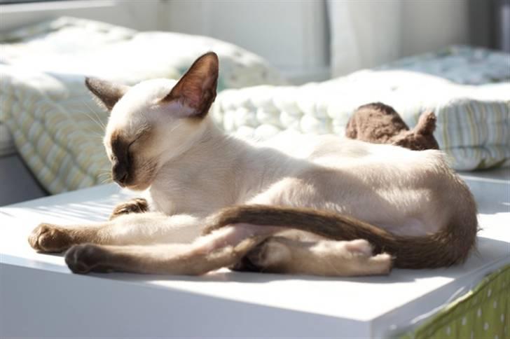 Siameser Artos billede 7