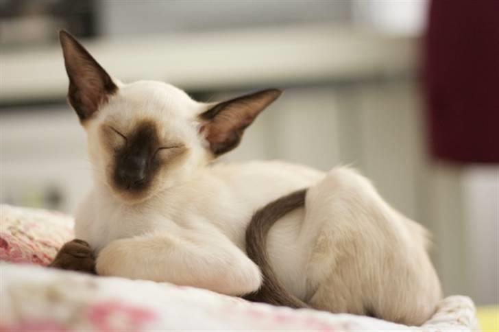 Siameser Artos billede 8