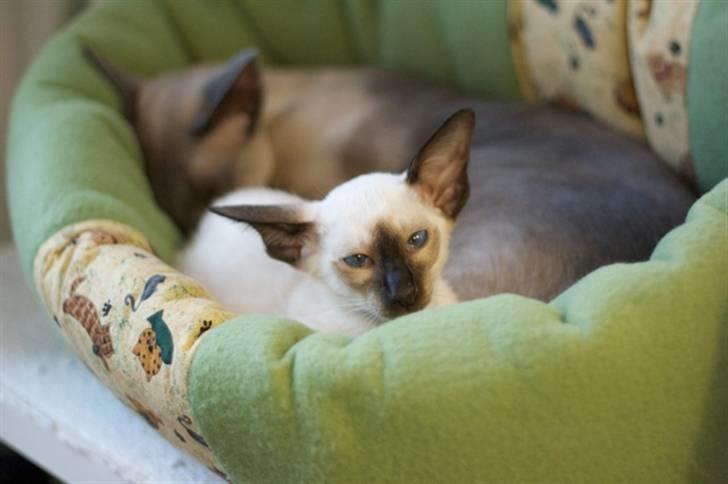 Siameser Artos billede 9