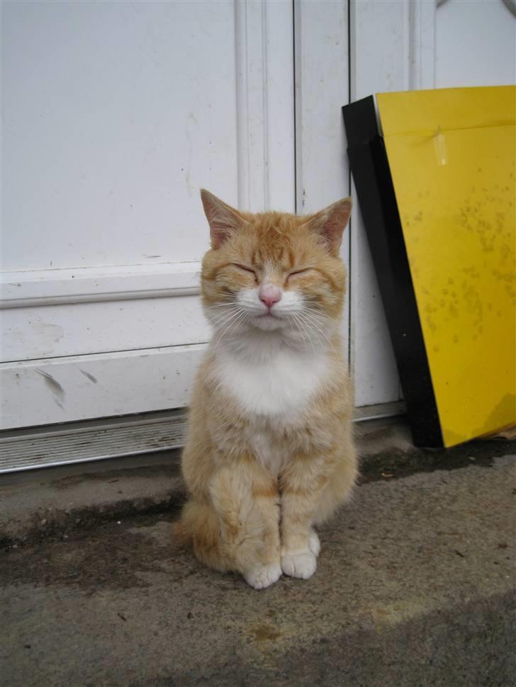 Blanding af racer Kasper (my boy) billede 1