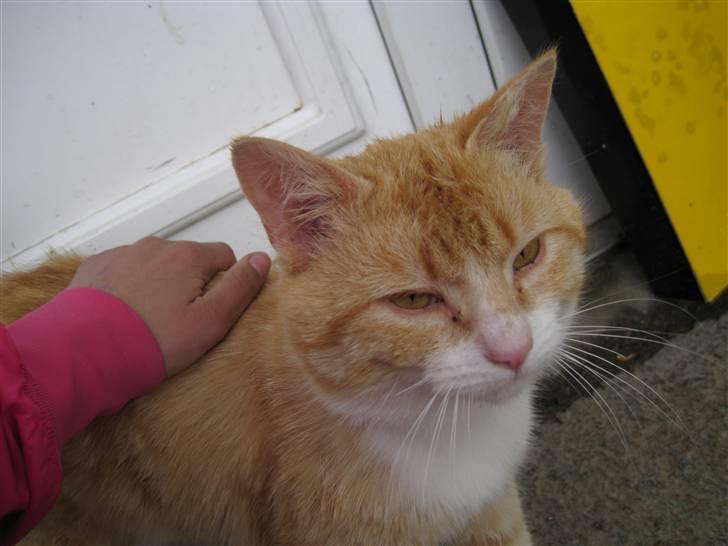 Blanding af racer Kasper (my boy) billede 2