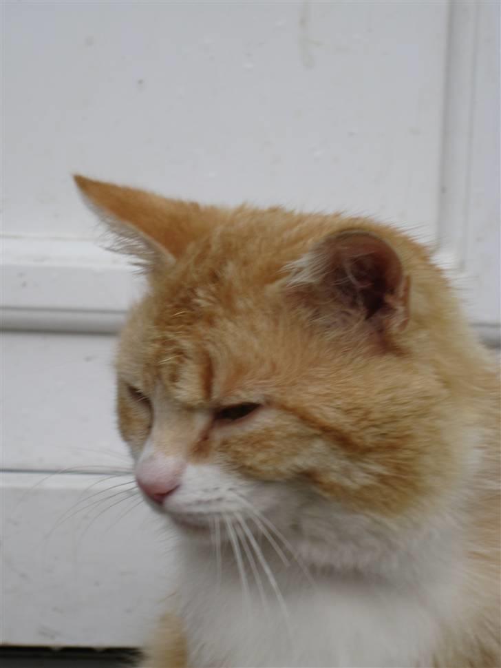 Blanding af racer Kasper (my boy) billede 5