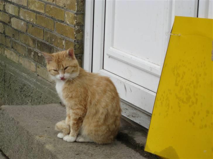 Blanding af racer Kasper (my boy) billede 6