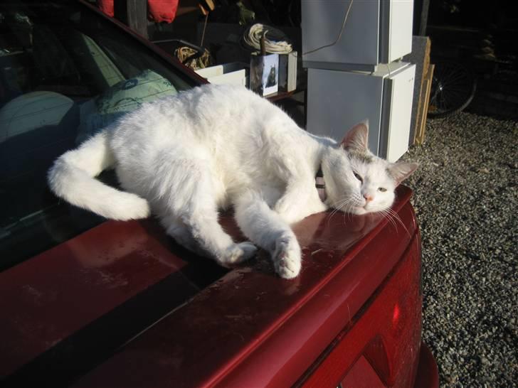 Huskat Isolde billede 15