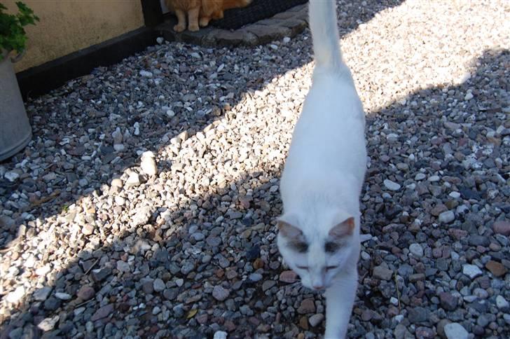 Huskat Isolde billede 16