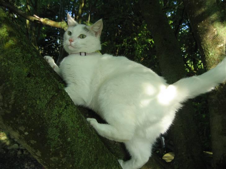 Huskat Isolde billede 17