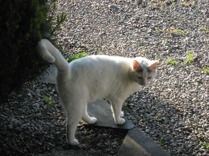 Huskat Isolde billede 18