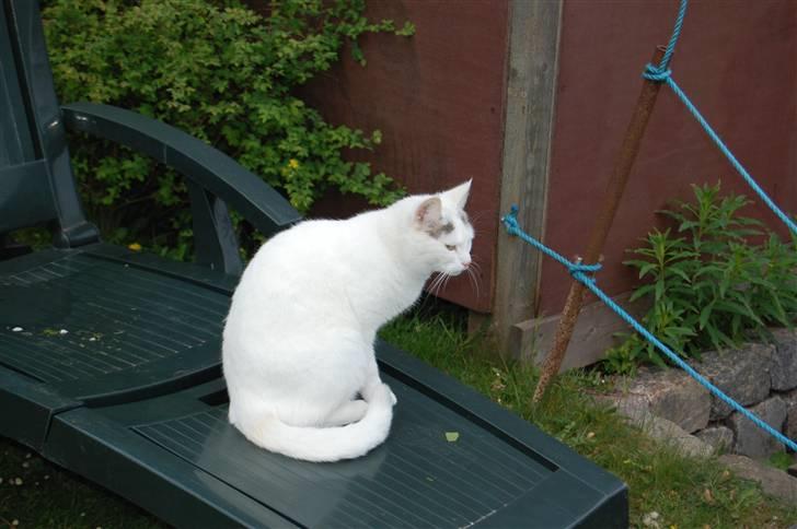 Huskat Isolde billede 19