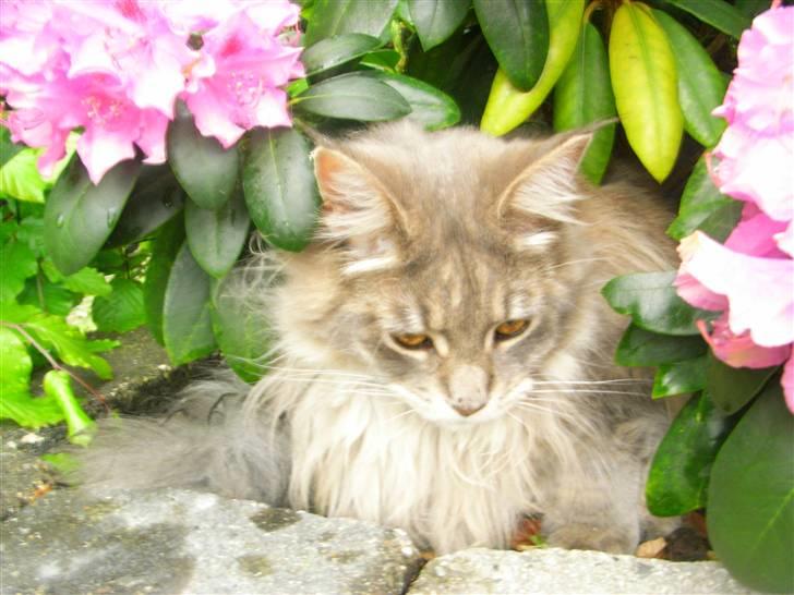 Maine Coon Duddi billede 8