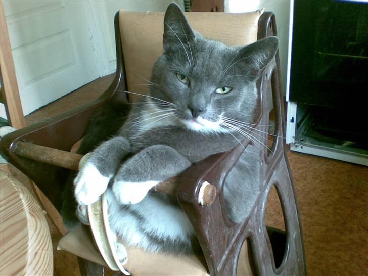 Huskat Pjokke *RIP* - Låner lige Louis´ højstol, for ellers kan jeg jo ikke, nå bordet :P billede 1