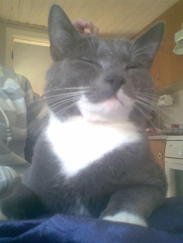 Huskat Pjokke *RIP* - I´m King Of The Wooorld.. billede 2