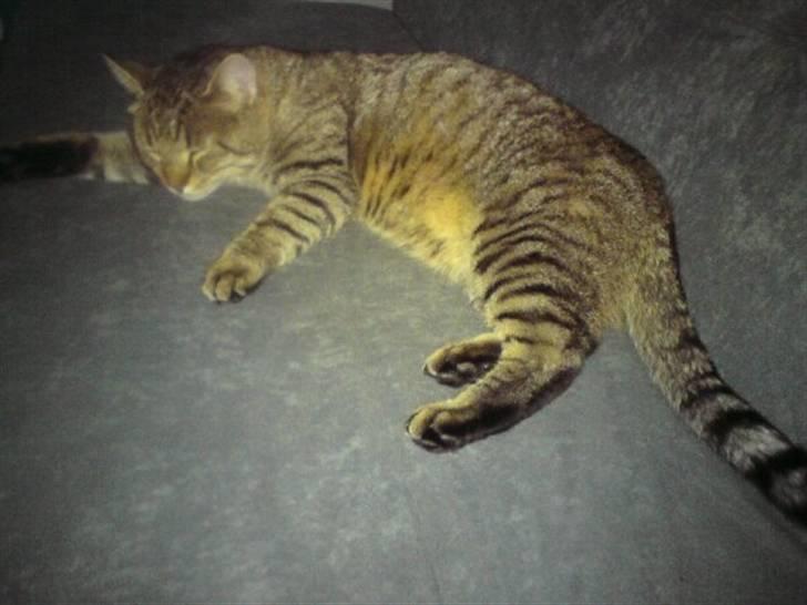 Huskat Chilla RIP - ZzzZZzzz billede 1