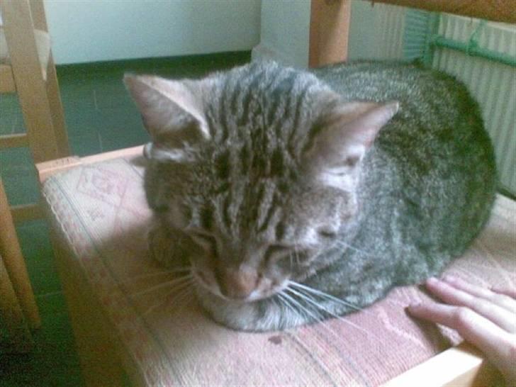 Huskat Chilla RIP - SnorkeDyret :D billede 2