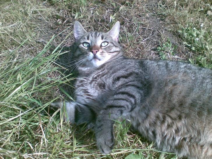 Huskat Chilla RIP - Jeg er en VILD LØVE... GRRR! billede 3