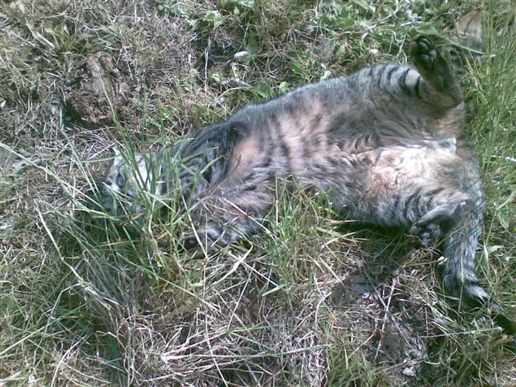 Huskat Chilla RIP - Camouflage er en af mine specialiteter ;) billede 4