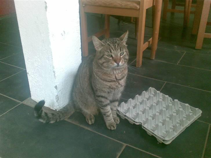 Huskat Chilla RIP - Jeg er meget større end den æggebakke... billede 5