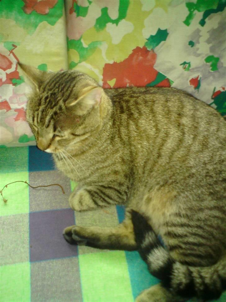 Huskat Chilla RIP - Tager mig lige en morfar.. ZzZZzz billede 6